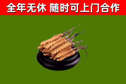 黄州区烟酒回收冬虫夏草.jpg